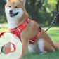DogsControl™ |  Anti-trek hondenharnas